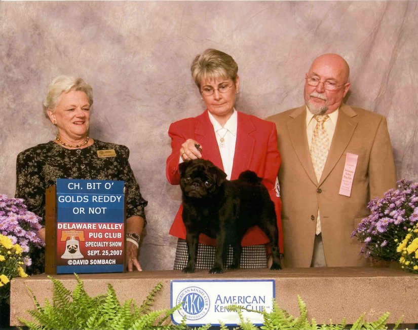 Reddy AoM-1_sm.jpg (130418 bytes)